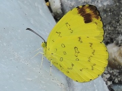 Eurema simulatrix