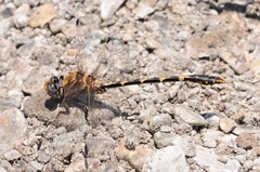 Progomphus borealis