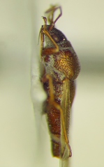 Cymus claviculus