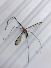 Aurotipula clara