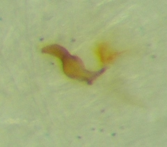Cymus claviculus