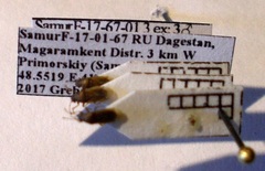 Cymus melanocephalus