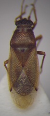Cymus melanocephalus
