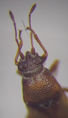 Cymus melanocephalus