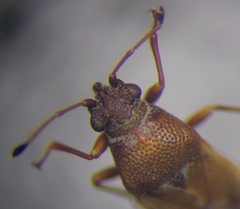 Cymus melanocephalus