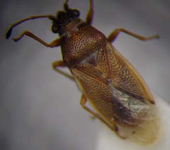 Cymus melanocephalus