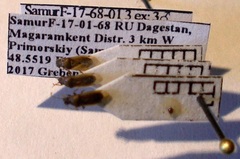 Cymus melanocephalus