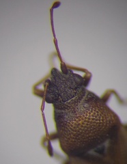 Cymus melanocephalus