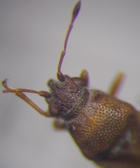 Cymus melanocephalus