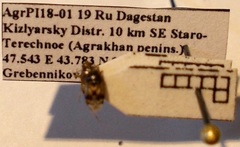 Deraeocoris serenus