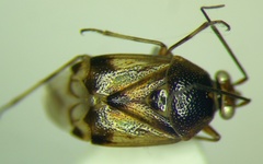 Deraeocoris serenus