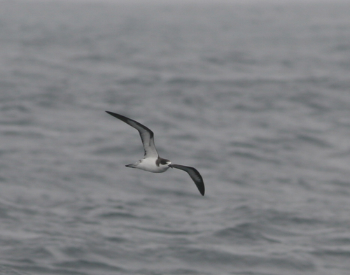 Hawaiian Petrel