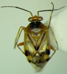 Deraeocoris serenus