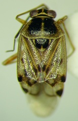 Deraeocoris serenus