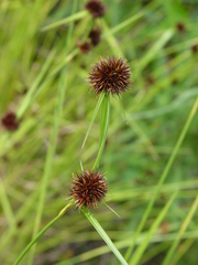 Rhynchospora cephalantha
