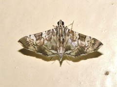 Chabula acamasalis