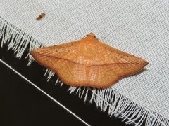 Striglina
