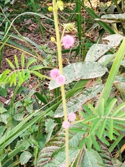 Mimosa diplotricha