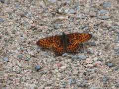 Boloria eunomia