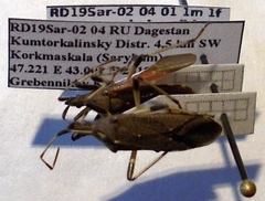 Dicranocephalus albipes