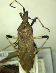 Dicranocephalus albipes