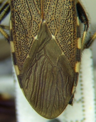 Dicranocephalus albipes