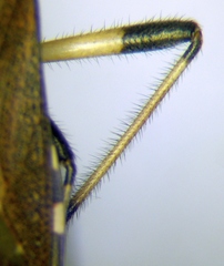 Dicranocephalus albipes