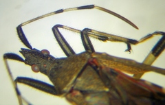 Dicranocephalus albipes