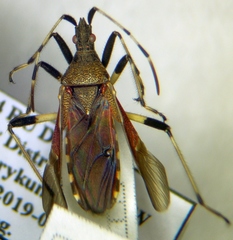 Dicranocephalus albipes