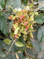 Heteropterys brachiata