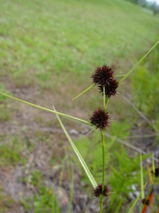 Rhynchospora cephalantha