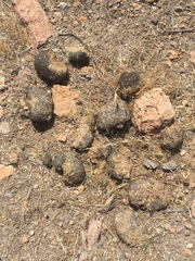 Equus asinus