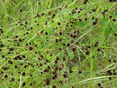 Rhynchospora cephalantha