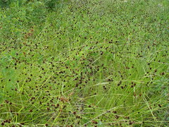 Rhynchospora cephalantha