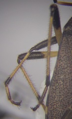 Dicranocephalus albipes