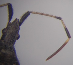 Dicranocephalus albipes