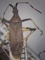 Dicranocephalus albipes
