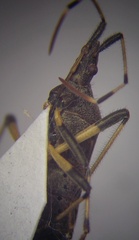 Dicranocephalus albipes