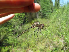 Somatochlora walshii