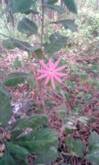 Passiflora reflexiflora