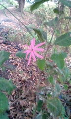 Passiflora reflexiflora