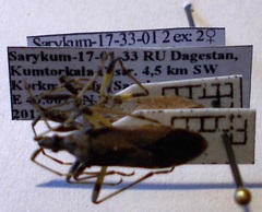 Dicranocephalus albipes