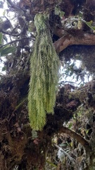 Phlegmariurus linifolius