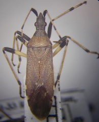 Dicranocephalus albipes