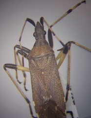 Dicranocephalus albipes