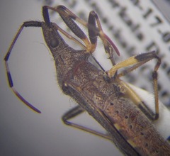 Dicranocephalus albipes