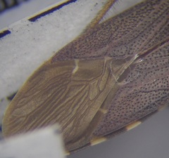 Dicranocephalus albipes