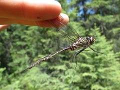 Somatochlora cingulata