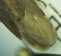 Dicranocephalus albipes