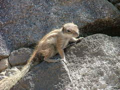 Atlantoxerus getulus